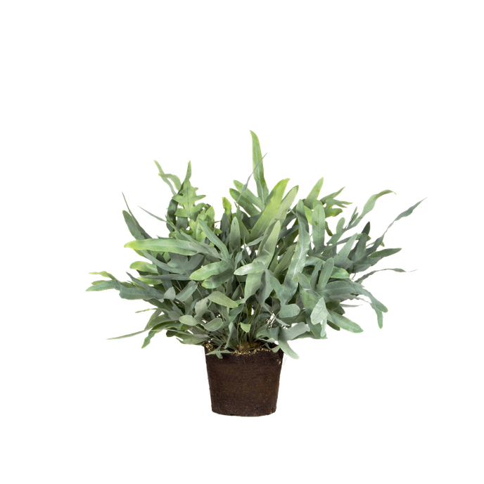 Phlebodium areum blue star